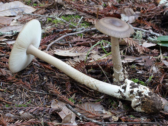 Amanita pachycolea - Mushroom Species Images